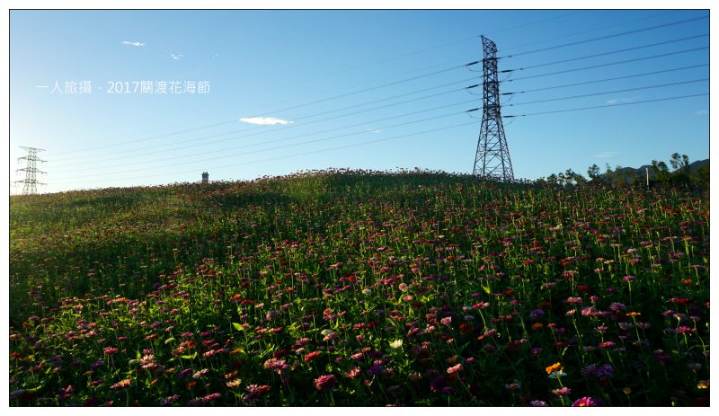 台北北投｜2017關渡花海節．「洲美蜆仔港公園」花海隨風搖曳