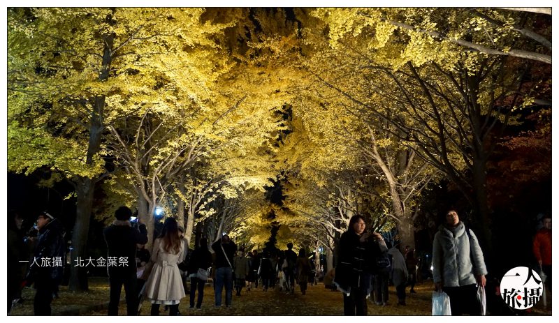 日本、北海道大學｜一生必訪銀杏名所「北大金葉祭」．你沒看過的金碧夜空